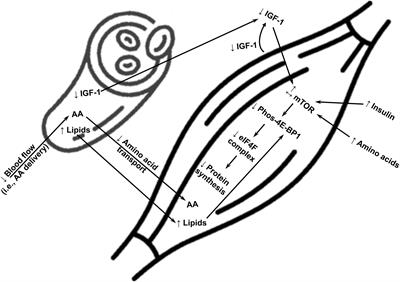 (Dys)regulation of Protein Metabolism in Skeletal Muscle of Humans With Obesity